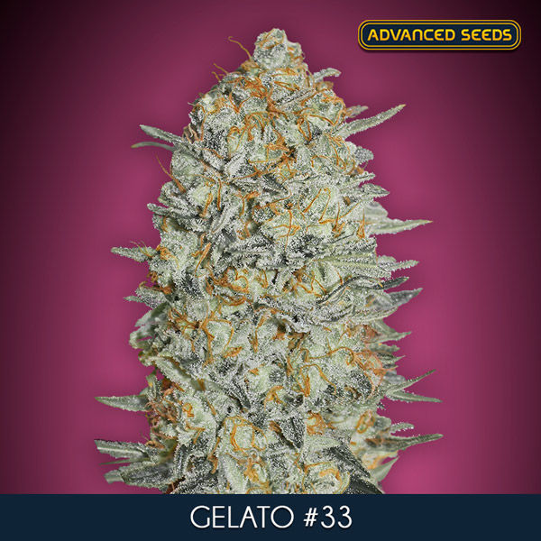 Gelato 33 (Advanced Seeds) Feminiserede