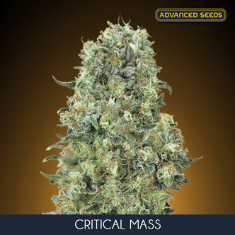 Critical Mass (Advanced Seeds) feminiserede cannabisfr&oslash;
