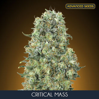 Critical Mass (Advanced Seeds) Feminiserede