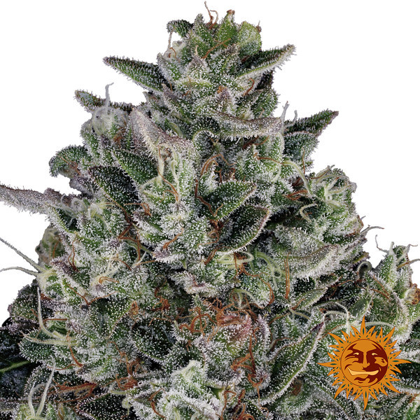 Glookies (Barney's Farm) Feminiserede