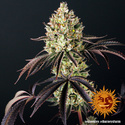 Glookies (Barney's Farm) Feminiserede