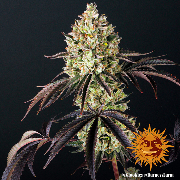 Glookies (Barney's Farm) Feminiserede