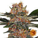 Purple Punch (Barney's Farm) Feminiserede