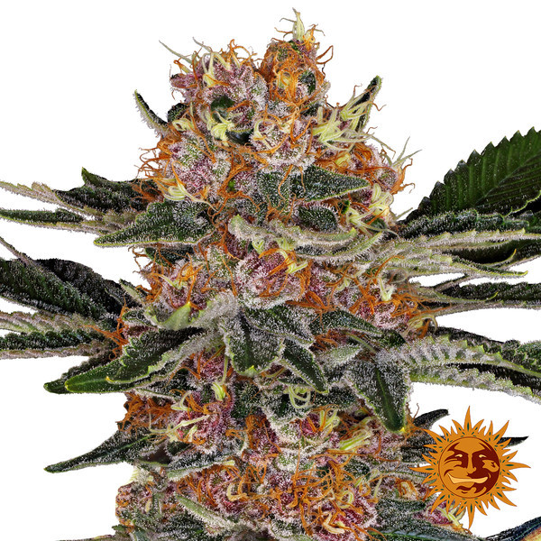 Purple Punch (Barney's Farm) Feminiserede