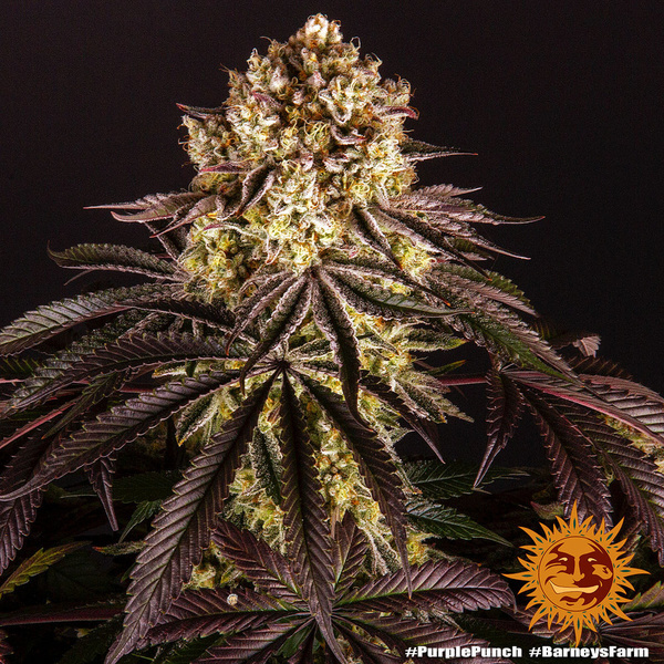 Purple Punch (Barney's Farm) Feminiserede