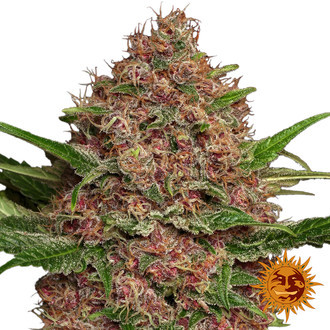 Purple Punch Auto (Barney's Farm) Feminiserede