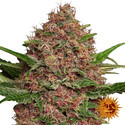 Purple Punch Auto (Barney's Farm) Feminiserede