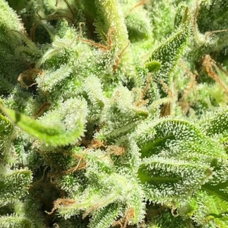 Garlic Haze (Earth Witch Seeds) regul&aelig;r