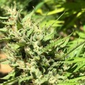 Marula (Earth Witch Seeds) regulær