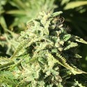 Pumpkin Punch (Earth Witch Seeds) regulær