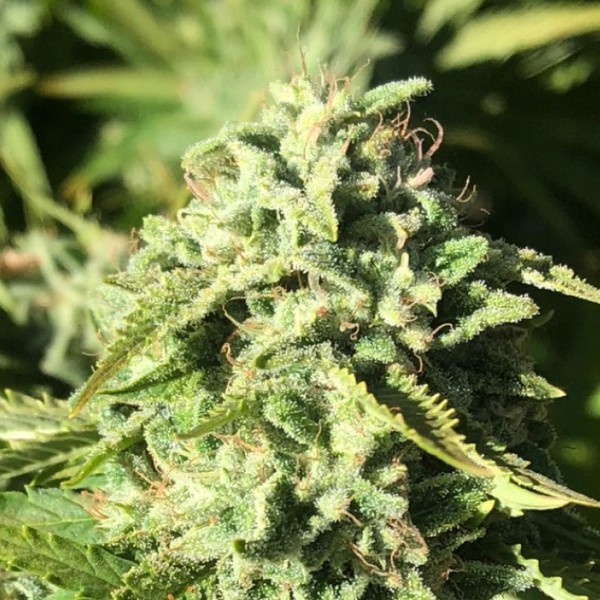 Pumpkin Punch (Earth Witch Seeds) regulær