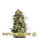 Cookies Krush (Super Strains) Feminiserede