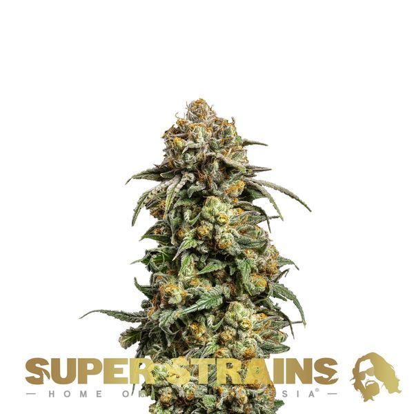 Cookies Krush (Super Strains) Feminiserede
