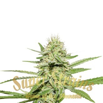 Enemy's Dream (Super Strains) Feminiserede