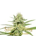 Enemy's Dream (Super Strains) Feminiserede