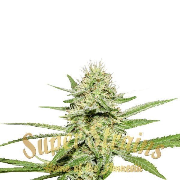 Enemy's Dream (Super Strains) Feminiserede