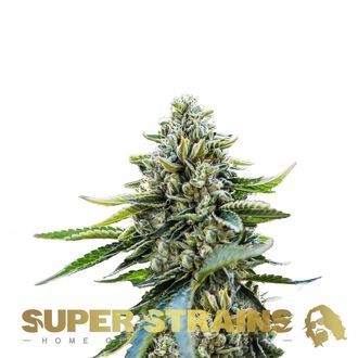 Eden (Super Strains) Feminiserede