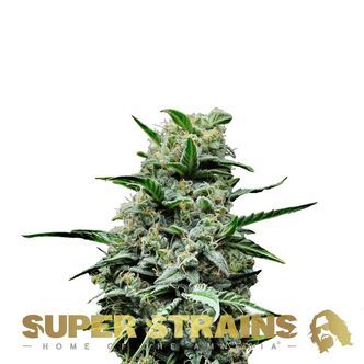 Mexican Candy (Super Strains) feminiserede cannabisfr&oslash;