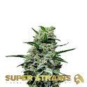 Mexican Candy (Super Strains) Feminiserede