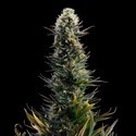 Blue 2.0 (Kannabia x Zamnesia) Feminiserede