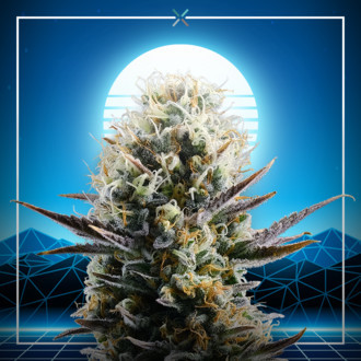 Blue 2.0 (Kannabia x Zamnesia) Feminiserede