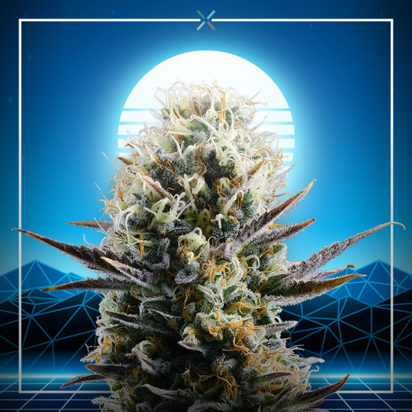 Blue 2.0 (Kannabia x Zamnesia) Feminiserede