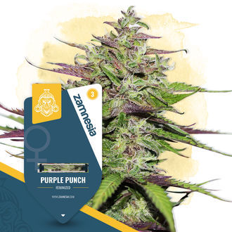 Purple Punch (Zamnesia Seeds) Feminiserede
