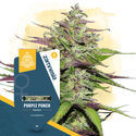 Purple Punch (Zamnesia Seeds) Feminiserede