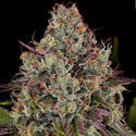 Purple Punch (Zamnesia Seeds) Feminiserede