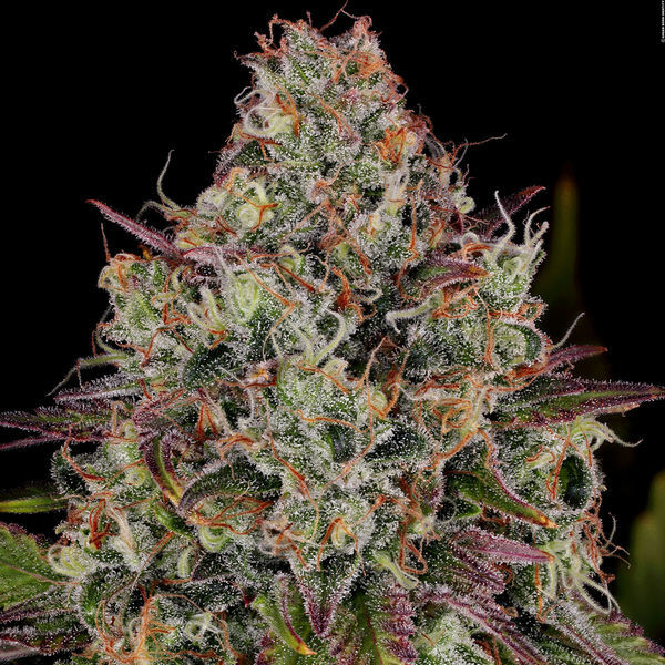 Purple Punch (Zamnesia Seeds) Feminiserede