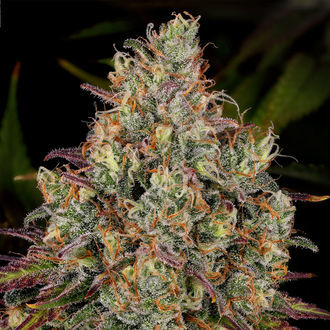Purple Punch (Zamnesia Seeds) Feminiserede