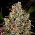 Purple Punch (Zamnesia Seeds) Feminiserede