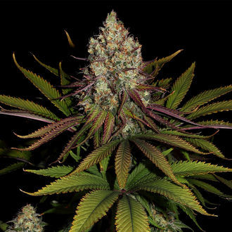 Purple Punch (Zamnesia Seeds) Feminiserede