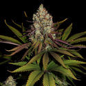 Purple Punch (Zamnesia Seeds) Feminiserede