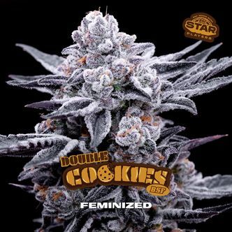 Double Cookies (BSF Seeds) feminiserede cannabisfr&oslash;