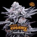 Double Cookies (BSF Seeds) Feminiserede