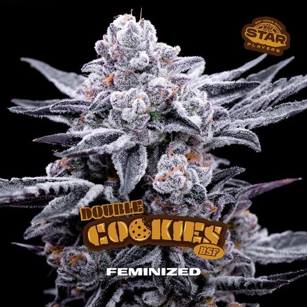Double Cookies (BSF Seeds) Feminiserede