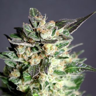 Diesel Glue (Kannabia) Feminiserede