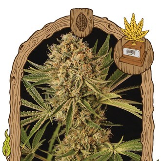 Herz OG (Exotic Seed) Feminiserede
