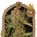 Herz OG (Exotic Seed) Feminiserede