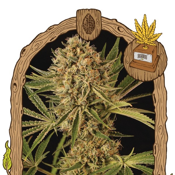 Herz OG (Exotic Seed) Feminiserede