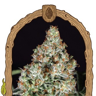 Zkittalicious (Exotic Seed) Feminiserede cannabisfr&oslash;