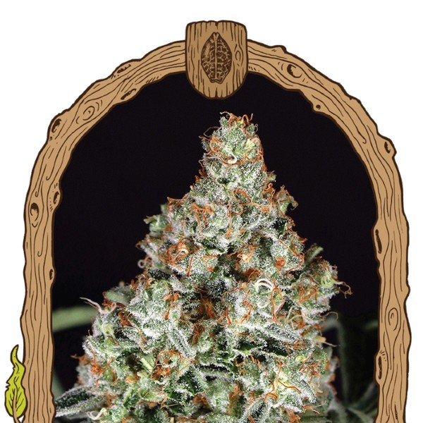 Zkittalicious (Exotic Seed) Feminiserede