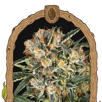 Hippie Therapy CBD (Exotic Seeds) Feminiserede