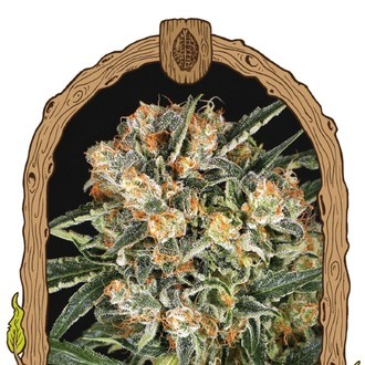 Hippie Therapy CBD (Exotic Seed) Feminiserede