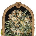 Hippie Therapy CBD (Exotic Seed) Feminiserede