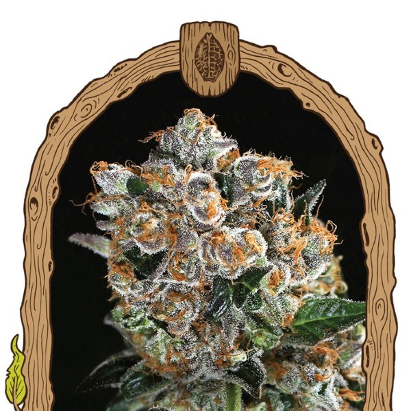 Malasana Cookies (Exotic Seeds) Feminiserede