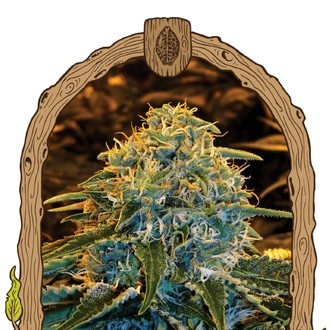 Z & Z (Exotic Seed) Feminiserede