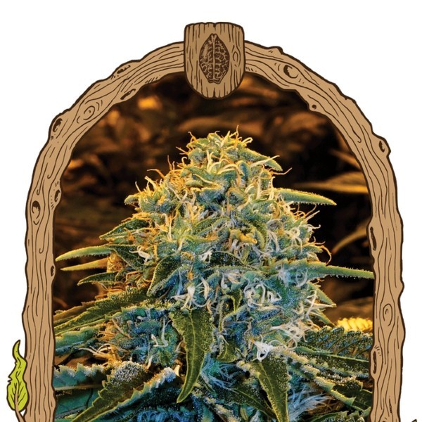 Z & Z (Exotic Seed) Feminiserede