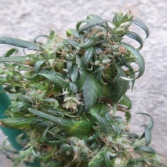 Hokkaido Japan Hemp (ACE Seeds) regul&aelig;r